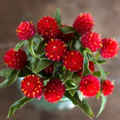 CYBEXIS GUA-49 - Gomphrena Red Strawberry Flower - (60 Seeds) Seed(60 per packet)