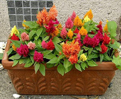 CYBEXIS Celosia Plumosa Glorious Mix Type Seeds Seed(1 g)