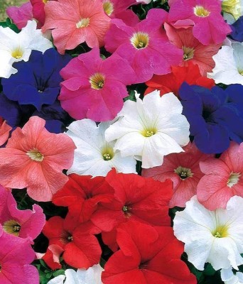 VibeX GUA-15 - Balsam Mixed Flowers (GMO Free) - (270 Seeds) Seed(270 per packet)