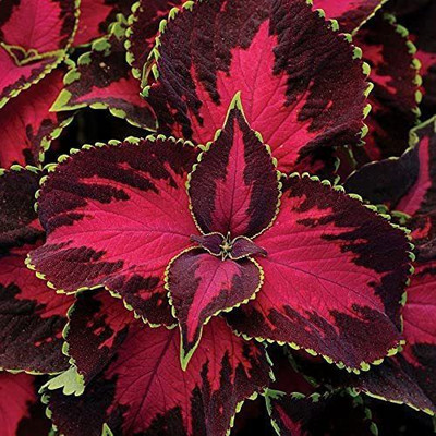 VibeX LXI-5 - Chocolate Covered Cherry Coleus - (1350 Seeds) Seed(1350 per packet)