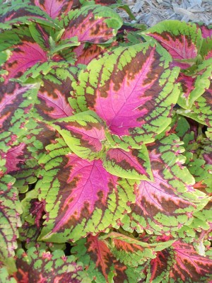 CYBEXIS LXI-39 - Coleus easy to grow low maintenance plants - (450 Seeds) Seed(450 per packet)