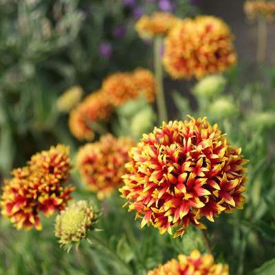 VibeX GBPUT-78 - Gaillardia Mixed - (60 Seeds) Seed(60 per packet)