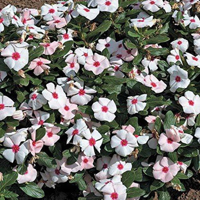 CYBEXIS PUAS-43 - White Vinca Summer Flower - (60 Seeds) Seed(60 per packet)