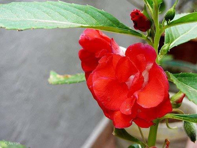 CYBEXIS VVI-4 - BALSAM TOM THUMB RED VARIETY - (90 Seeds) Seed(90 per packet)