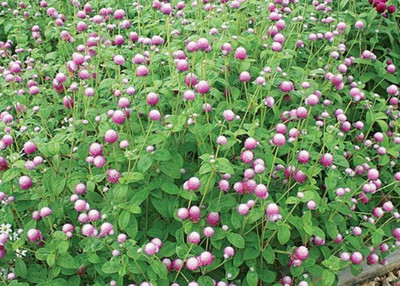 VibeX VXI-53 - Globe Amaranth Rose Flower Gomphrena - (540 Seeds) Seed(540 per packet)