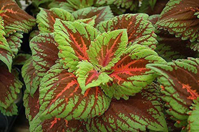 CYBEXIS LXI-5 - Coleus KONG SALMON PINK easy to grow - (150 Seeds) Seed(150 per packet)