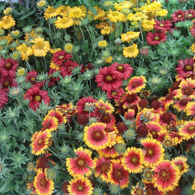 Qualtivate Gaillardia Aristata Mix Color Seeds(50 Seeds) Seed(50 per packet)