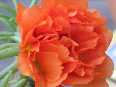 CYBEXIS Portulaca Moss Rose Sundial Mix SEEDS Seed(1 g)