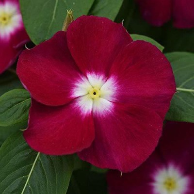 CYBEXIS VINCA ROSEA TRAILING STRAWBERRY FLOWER - Seed(60 per packet)