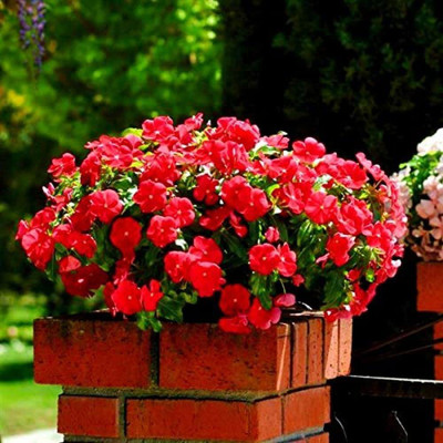 VibeX LXI-56 - F1 Hybrid Vinca Red - (540 Seeds) Seed(540 per packet)