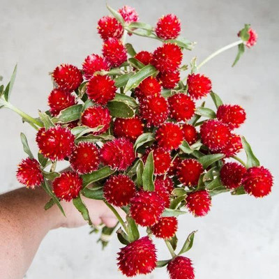 CYBEXIS VXI-19 - Gomphrena Strawberry Flower - (540 Seeds) Seed(540 per packet)