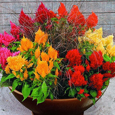 CYBEXIS PAU-11 - Celosia Forest Fire Dwarf Dew Orange Plants - (60 Seeds) Seed(60 per packet)