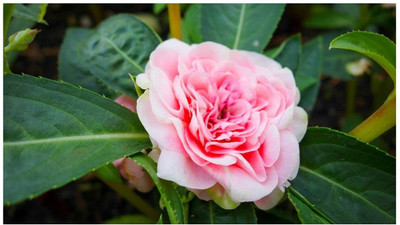 CYBEXIS ATS-16 - Hybrid Flower Balsam - (270 Seeds) Seed(270 per packet)