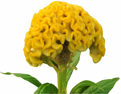 VibeX VVI-55 - Celosia Cristata Perennial Flower Yellow - (180 Seeds) Seed(180 per packet)