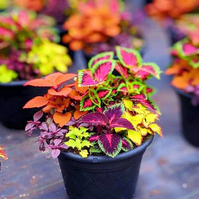 VibeX XLL-35 - Flower Coleus - Improved Rainbow Mixed - (1350 Seeds) Seed(1350 per packet)