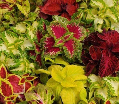 CYBEXIS Wafer Coleus - Wizard Mixed Seeds - High Germination Seed(1 g)