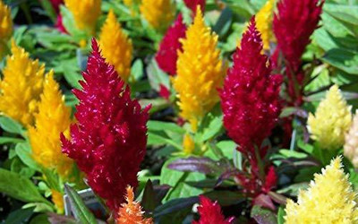 CYBEXIS Celosia Pulmosa Flower -Mixed Color Flower Seed(1 g)