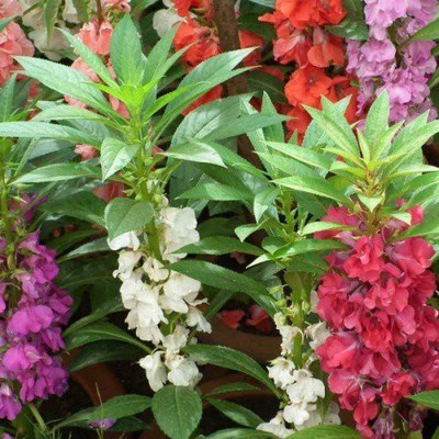 CYBEXIS Hybrid Balsam Double Mixed Seeds Seed(25 per packet)