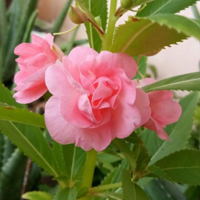 CYBEXIS Flower Seeds Balsam Seed(25 per packet)