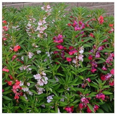 VibeX GBPUT-10 - Balsam Rose Flower - Hybrid - (90 Seeds) Seed(90 per packet)