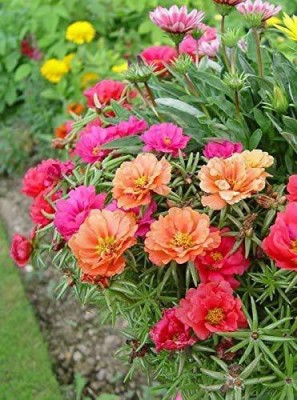 CYBEXIS VVI-55 - Portulaca Moss Rose Flower Mix Color Ornamental - (300 Seeds) Seed(300 per packet)