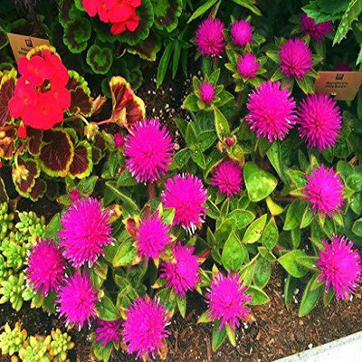 CYBEXIS VXI-2 - Gomphrena Globosa Strawberry Beautiful Flower F1 Hybrid - (540 Seeds) Seed(540 per packet)