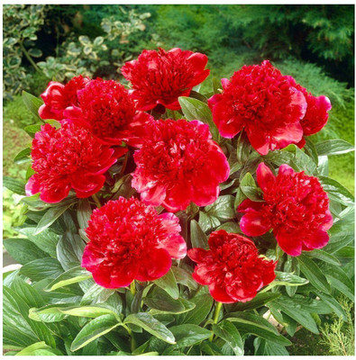 CYBEXIS Balsam Rose Flower - Hybrid Seeds Seed(25 per packet)