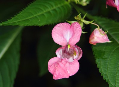 VibeX PAU-28 - Himalayan Balsam Plant - (90 Seeds) Seed(90 per packet)