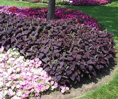 WILLVINE LX-91 Chocolate Coleus Seeds Seed(200 per packet)
