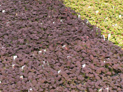 CYBEXIS Coleus Seeds ,Black Dragons Seed(100 per packet)