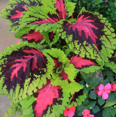 CYBEXIS NBIR-8 - Coleus Rainbow Mixed - (1350 Seeds) Seed(1350 per packet)