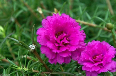 CYBEXIS Portulaca Moss Rose Double Pink Seeds Seed(1 g)