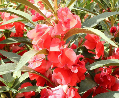 CYBEXIS LXI-5 - Balsam Double Flower - (270 Seeds) Seed(270 per packet)