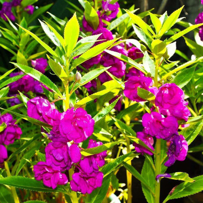 CYBEXIS PUAS-60 - Balsam Flower Mix Flower Perennial - (30 Seeds) Seed(30 per packet)