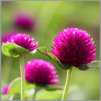 Aywal Gomphrena Flower Seed(10 per packet)