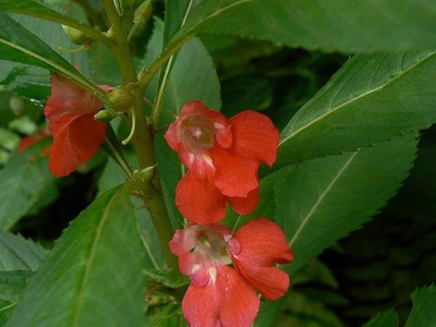 CYBEXIS Balsam Single Mixed Color (Impatiens Balsmina) Flower Seeds Seed(1 g)