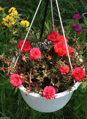 CYBEXIS GBPUT-78 - Portulaca Moss Rose red - (100 Seeds) Seed(100 per packet)