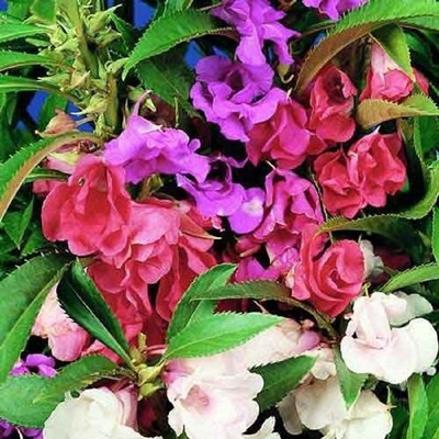 CYBEXIS Open Pollinated Balsam Mixed Seeds Seed(25 per packet)