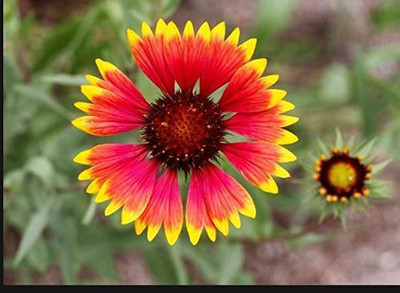 Aywal Gaillardia Double Mixed Flower Seed(20 per packet)