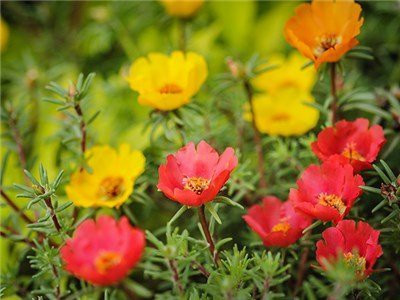 CYBEXIS PAU-28 - Portulaca A Succulent Mix Plants - (100 Seeds) Seed(100 per packet)