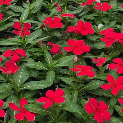 CYBEXIS KGF -54 - Vinca Red Flower - (60 Seeds) Seed(60 per packet)