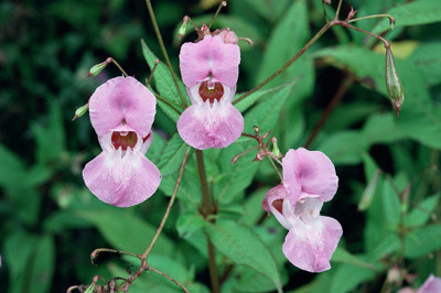 CYBEXIS LXI-73 - Himalayan Balsam Plant - (90 Seeds) Seed(90 per packet)