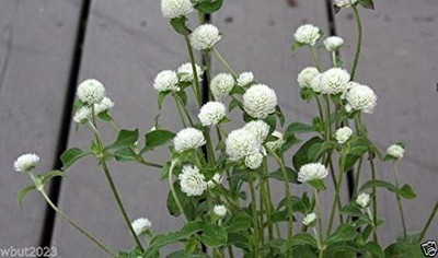 CYBEXIS Gomphrena Seeds - White-Globe Amaranth Seed(1 g)
