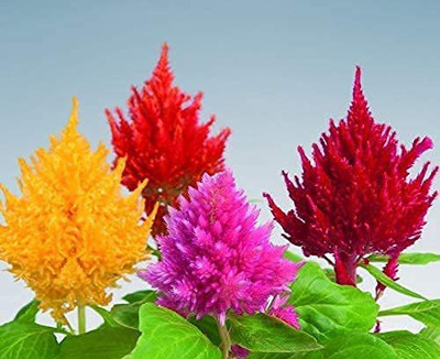 VibeX XL-12 - Celosia Flower - Mixed Color Flower - (60 Seeds) Seed(60 per packet)