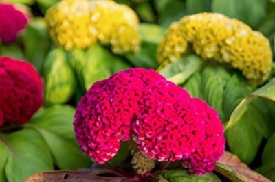 CYBEXIS XLR-91 - Celosia Cockscomb Red Yellow Orange Gold Pink Flower - (540 Seeds) Seed(540 per packet)