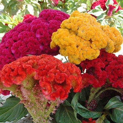CYBEXIS XLL-1 - Celosia Flower Plant Heads Cockscomb - (540 Seeds) Seed(540 per packet)