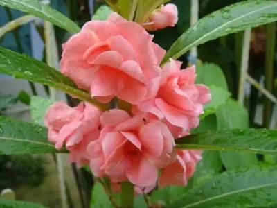 CYBEXIS XLR-23 - Balsam Tom Thumb Mix 3 in 1 Flower - (30 Seeds) Seed(30 per packet)