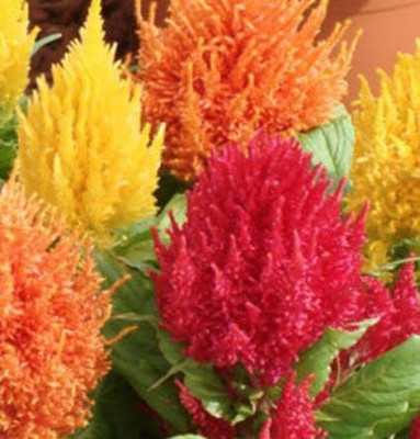 CYBEXIS LXI-90 - CELOSIA - PLUMOSA MIXED-Flower - (60 Seeds) Seed(60 per packet)