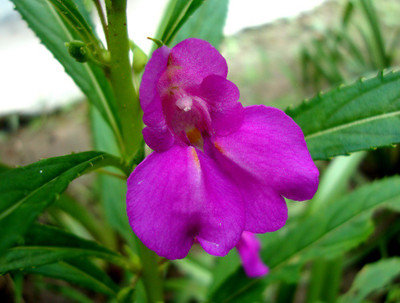 VibeX NBIR-76 - Himalayan Balsam Plant - (90 Seeds) Seed(90 per packet)