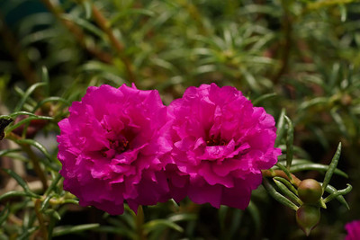 CYBEXIS Portulaca Moss Rose Double Mix Flower Seeds Seed(50 per packet)